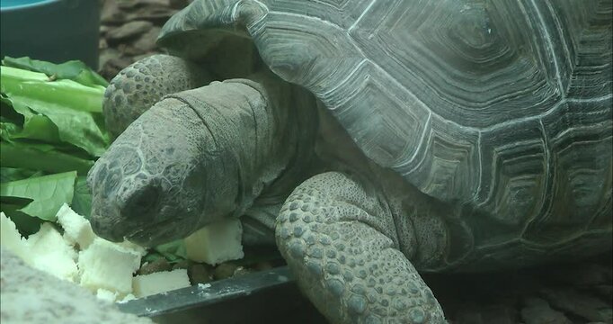 An aldabra giant tortoise  eating   