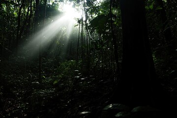 Sunlight piercing a dense rainforest canopy