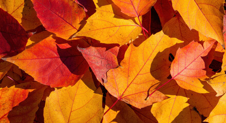 Fototapeta premium Beautiful autumn leaves in shades of red and yellow create a natural textured background.