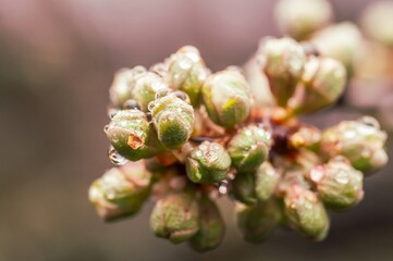 Close-up of plant buds with water droplets showcases spring's fresh beginnings and renewal.