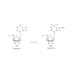 NAD⁺ and NADH Skeletal molecular Structures.  Oxidized and Reduced Forms schematic illustration.