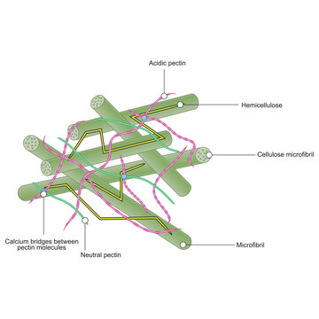 Plant Cell Wall Structure  Illustration Showing Cellulose Microfibrils, Hemicellulose, Neutral and Acidic Pectins, and Calcium Ion Bridges &ndash; Educational Biology Diagram for Scientific Use
