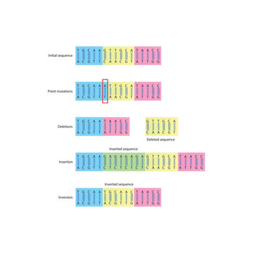 DNA sequence mutations diagram - point mutation, deletion, insertion, inversion nucleotide DNA transcript mistakes. Simple schematic diagram.