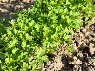 Parsley in the field in garden