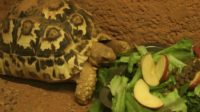 Leopard tortoise eating food 