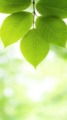 Close-Up of Vibrant Green Leaves Against Soft Blurred Background