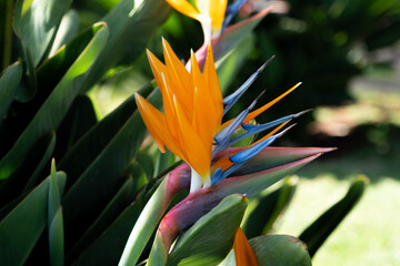 Blooming Bird of Paradise Flower in the botanical garden of Funchal