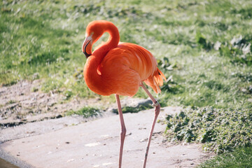 Flamingo stands in front of water and green grass. Bright orange plumage