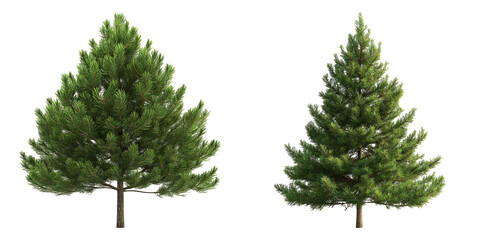 Tall green fir tree isolated on transparent PNG image perfect for Christmas decorations or nature-themed layouts