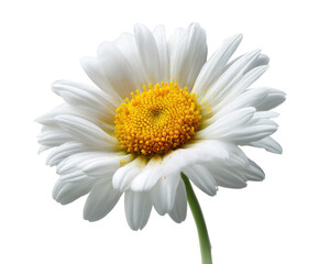 Bright white daisy flower showcasing vibrant yellow center details on a transparent background, cut out