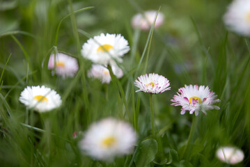 Fresh real daisy flowers, blossoms, growing in meadow grass on a warm sunny spring summer day with a bright sunlit sky background