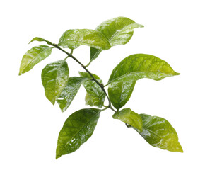 Naklejka premium Fresh green leaves showcasing natural beauty and vitality on a transparent background, cut out