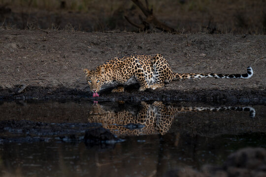 A young Indian leopard drinking water from a natural waterhole while maintaining eye-contact during early morning hours under low light conditions at Ranthambhore National Park, Rajasthan, India