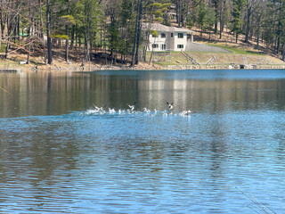A flock of ducks taking off from the lake