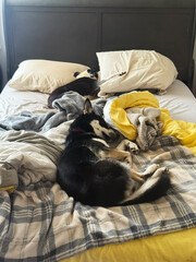 Dogs sleeping on a bed