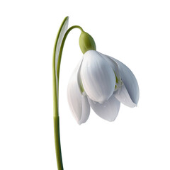 Obraz premium Single Delicate Snowdrop Flower with Water Droplets, Isolated on Green Transparent background