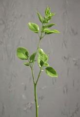 Obraz premium Soft, young shoots, bright lime green, gently swaying , light, soft