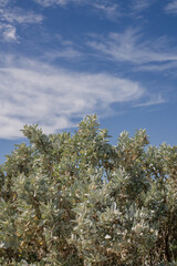 coastal saltbush shrub against blue sky