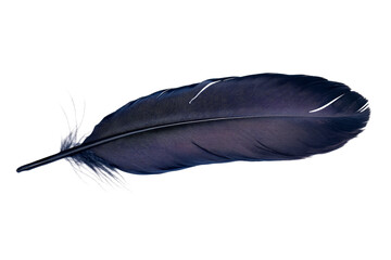 Dark Blue Feather Detail, Isolated Item, Plume Texture, Cut out transparent