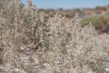 Wild Rosemary (also called Coastal Daisy Bush, Olearia axillaris) is an extremely hardy native shrub bearing fragrant edible foliage, 