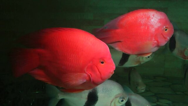 A parrotfish swmming 