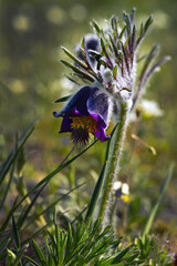 Pulsatilla pratensis (syn. Anemone pratensis), the small pasque flower in a dark mountain meadow.