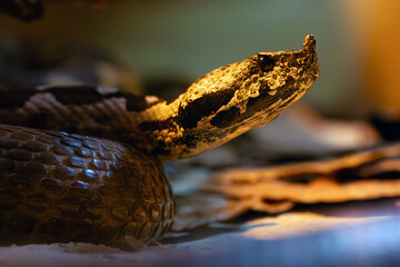 Vipera ammodytes, commonly known as horned viper, long-nosed or nose-horned viper, portrait.