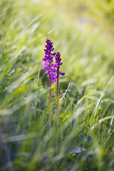 Orchis mascula, the early-purple orchid, early spring orchis, blooming purple flower on a green sloping meadow.