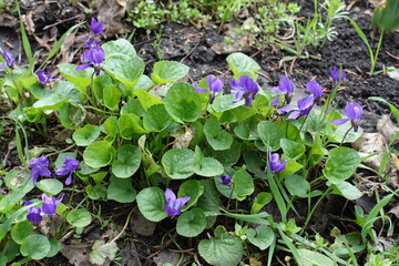 Flowers of purple dog violet in mid April