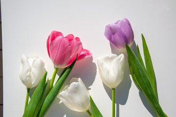 A vibrant arrangement of pink, white, and purple tulips on a clean white surface highlights the essence of spring's beauty.