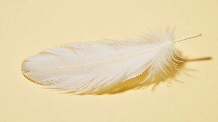 Obraz premium Close-up of a delicate white feather casting a soft shadow on a light background