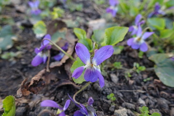 Macro of pastel purple flower of dog violet in April