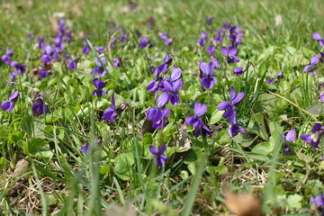 Many purple flowers of dog violet in April