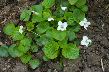 Several white flowers of Viola sororia in May