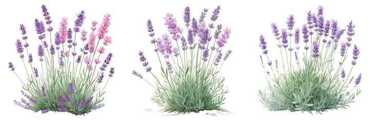 Naklejka premium Set of A different color render of lavender bush or lavandula isolated on a transparent background. (2)