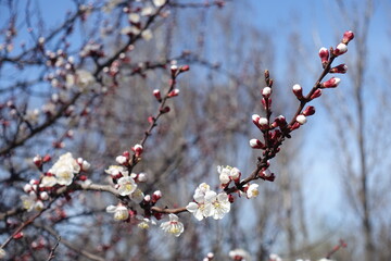 Light blue sky and branch of blooming apricot tree in March