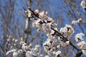 Multitude of white flowers of apricot tree against blue sky in March