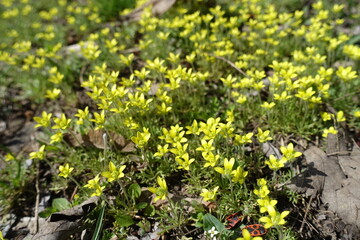 Closeup of yellow flowers of ceratocephala testiculata in April