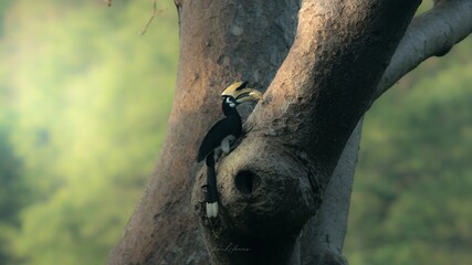 Oriental pie hornbill feeding chicks at nest in mighty tree, Beautiful forest with hornbill. © Chanin