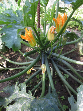 Pianta di zucchini con fiore giallo e zucchine mature coltivata su orto naturale con trattamenti biologico