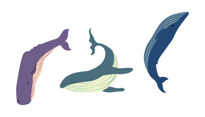 Vector Illustration of Three Whales. The simple design highlights the unique silhouette and features of each whale.