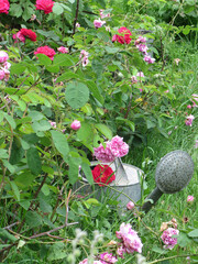 An old metal watering can stands among grass and pink and red tea rose bushes. One flower lies on the watering can. 