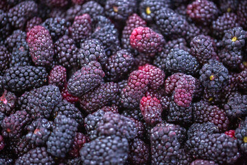 Close-up of shock-frozen blackberries with a thin ice coating. Are prepared for retail packaging to...