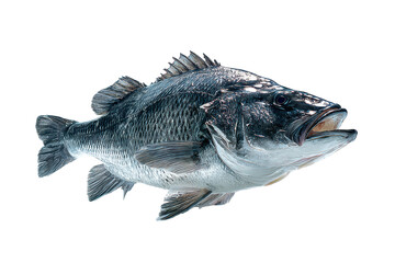 Detailed View Of A Black Bass Fish With Iridescent Scales On A Transparent Background