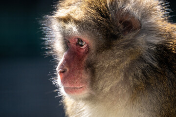Fototapeta premium a beautiful monkey close-up in natural conditions on a spring day