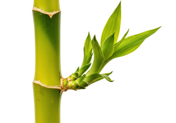 Obraz premium Fresh Green Bamboo Stem With Vibrant Leaves Isolated On Transparent Background