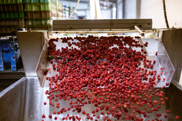 Ripe sweet raspberry fruits cascade like a 