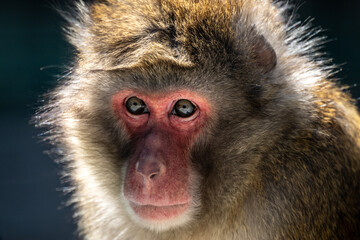 a beautiful monkey close-up in natural conditions on a spring day