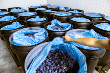 Freshly harvested plums in deep black plastic barrels inside a refrigerated chamber at the...