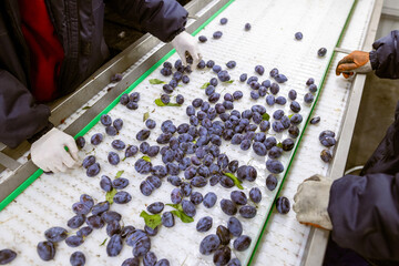 Workers manually sort and inspect the freshly harvested plums on a white plastic sorting conveyor belt at the warehouse for sorting, processing, and storage.